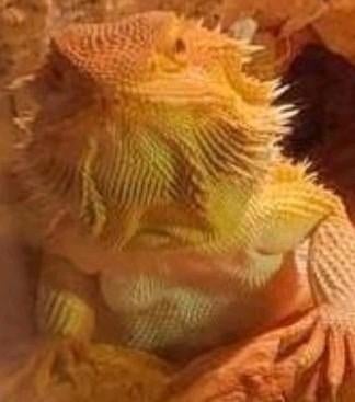 Noodopvang (tijdelijk), Dieren en Toebehoren