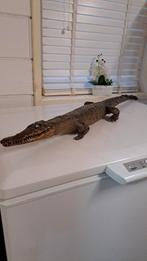 Mooie Opgezette Krokodil Taxidermie Nieuwstaat!, Ophalen of Verzenden, Zo goed als nieuw, Opgezet dier