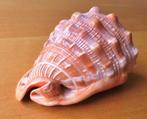 Cassis Rufo Cameo schaal., Ophalen of Verzenden