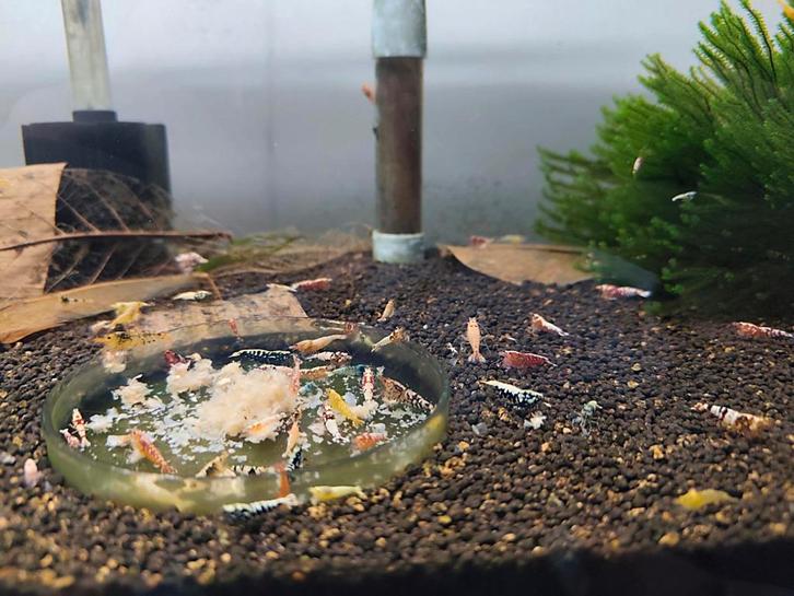 Caridina mix garnalen 10+2 (uitgeselecteerd), Dieren en Toebehoren, Vissen | Aquariumvissen, Kreeft, Krab of Garnaal