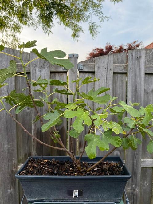 Vijg, Tuin en Terras, Planten | Fruitbomen, Vijgenboom, Minder dan 100 cm, Ophalen