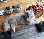Britse langhaar, Dieren en Toebehoren, Katten en Kittens | Raskatten | Langhaar, Poes, Gechipt