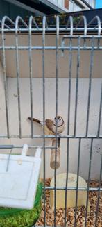 Bichenow bruin, Dieren en Toebehoren, Vogels | Overige Vogels, Mannelijk, Tropenvogel