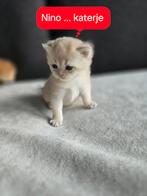 Britse korthaar golden ( ouders met stamboom), Dieren en Toebehoren, Katten en Kittens | Raskatten | Korthaar, Kater, Ontwormd