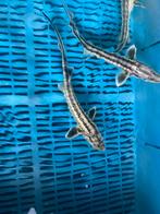 Zebrasteur (Acipencer guldenstaedti zebra), Steur