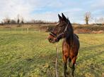 Lease paard aangeboden