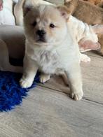 Unieke Frow Frow pups te koop –Franse Bulldog x Chow Chow, Dieren en Toebehoren, Honden | Chihuahua's en Gezelschapshonden, Overige rassen