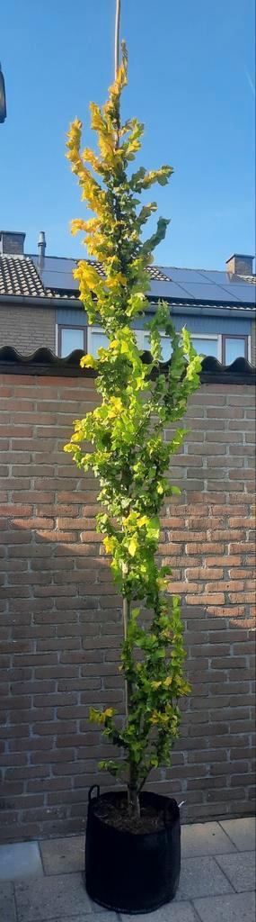 Ulmus hollandica 'Wredei' (Goudiep)🌿, Tuin en Terras, Planten | Bomen, Overige soorten, Ophalen