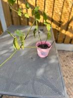 Bramenplant, zonder doornen, Tuin en Terras, Ophalen, Overige soorten, Volle zon