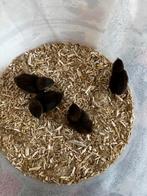 Mini Chinese Button Quail chicks – beschikbaar eind december, Dieren en Toebehoren, Pluimvee, Meerdere dieren, Kip