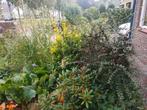VASTE biologische TUINplanten, Ophalen, Vaste plant, Overige soorten, Halfschaduw