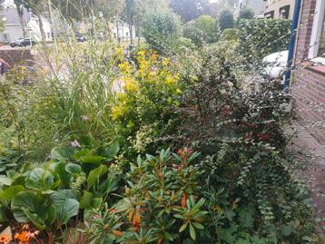 VASTE biologische TUINplanten beschikbaar voor biedingen