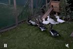 Te koop roodhalsganzen, Dieren en Toebehoren, Pluimvee, Vrouwelijk, Gans of Zwaan