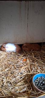 Cavia beertjes, Dieren en Toebehoren, Knaagdieren, Juni, Mannelijk, Cavia