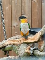 Mooie Zwartkop Caique, Dieren en Toebehoren, Mannelijk, Geringd