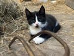 Tuxedo poesje zoekt haar gouden mandje!, Dieren en Toebehoren, Katten en Kittens | Raskatten | Langhaar, Poes