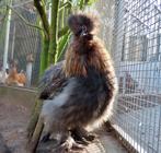 Zijdehoen haan met baard, Dieren en Toebehoren, Pluimvee, Mannelijk, Kip