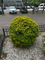 Diverse planten te koop, Tuin en Terras, Planten | Struiken en Hagen, Ophalen, Minder dan 100 cm