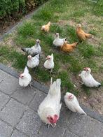 Krielkipjes haantjes, Dieren en Toebehoren, Pluimvee, Kip