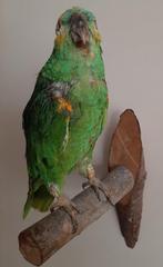 2 opgezette Blauwvoorhoofd Amazone's, Verzamelen, Ophalen of Verzenden, Gebruikt, Vogel, Opgezet dier