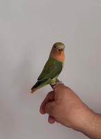 Jonkie agapornis  te koop!, Dieren en Toebehoren, Geslacht onbekend, Dwergpapegaai of Agapornis