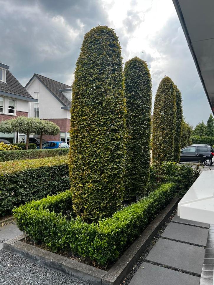 Beuken zuilbomen 2 stuks, Tuin en Terras, Planten | Struiken en Hagen, Beukenhaag, 100 tot 250 cm, Ophalen