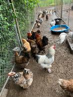 Te koop Bramha kippen en hanen, Dieren en Toebehoren, Pluimvee, Meerdere dieren, Kip