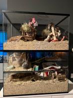 Degoe / knaagdier ruime glazen hok, Ophalen, Minder dan 75 cm, Zo goed als nieuw, 90 cm of meer