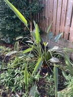 Paradijsvogelbloem Strelitzia reginae, Ophalen, Overige soorten, Halfschaduw, In pot