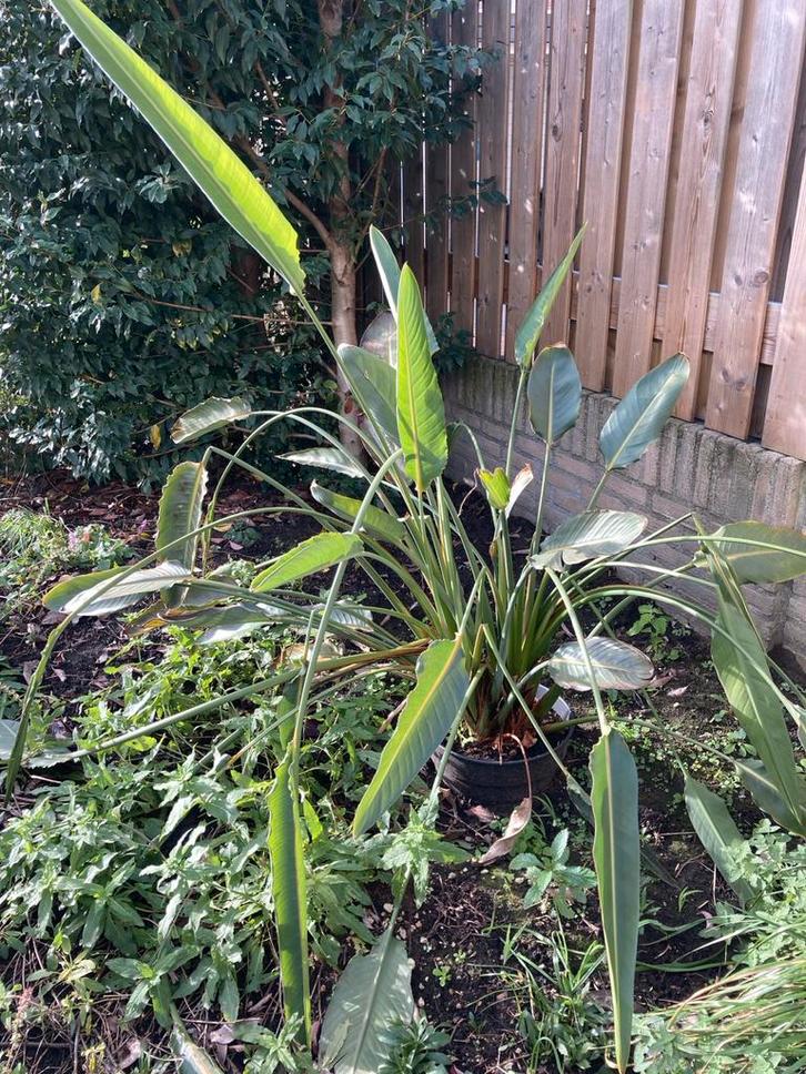 Paradijsvogelbloem Strelitzia reginae, Huis en Inrichting, Kamerplanten, Overige soorten, 150 tot 200 cm, Bloeiende kamerplant
