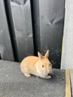 Baby dwergkonijntjes, Dieren en Toebehoren, Konijnen, Meerdere dieren, Dwerg