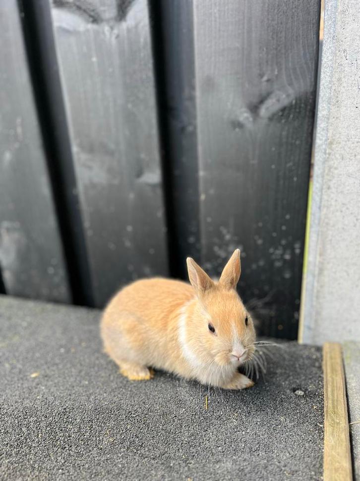 Baby dwergkonijntjes, Dieren en Toebehoren, Konijnen, Dwerg, Meerdere dieren