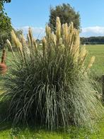 2x pampasgras groot!, Ophalen of Verzenden, Zomer, Overige soorten, Volle zon
