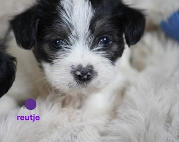Mooie kleine boomer pups.  beschikbaar voor biedingen