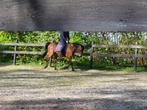 King – lieve, werkwillige ruin zoekt 5-sterren huis, Dieren en Toebehoren, Pony's, B, Ruin, 11 jaar of ouder, Recreatiepony