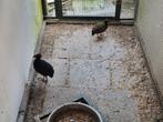 roul roul , roulroul, Dieren en Toebehoren, Meerdere dieren, Eend
