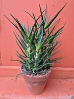 Aloe Kedongensis in steen p21, Huis en Inrichting, Kamerplanten, Ophalen of Verzenden, Halfschaduw, Minder dan 100 cm