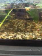 Baby guppies, Vis