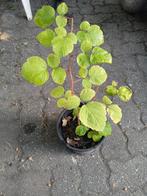 Japanse Wijnbes - Rubus phoenicolasius, Tuin en Terras, Vaste plant, Ophalen of Verzenden, Bloeit niet, Halfschaduw