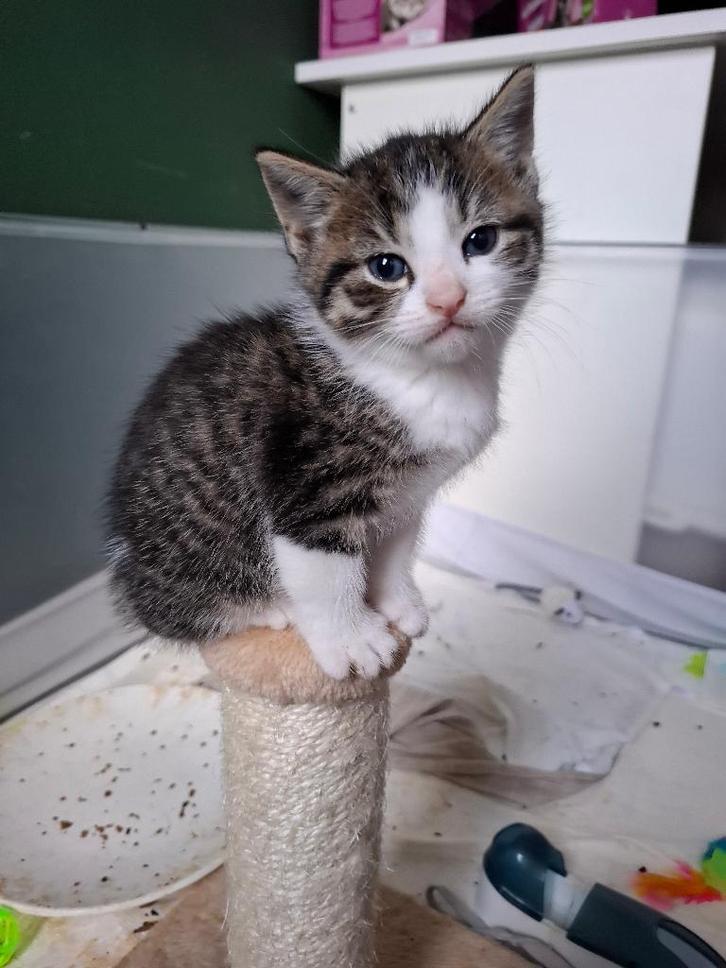 Kittenren / Kattenren, Dieren en Toebehoren, Katten-accessoires, Gebruikt, Ophalen of Verzenden