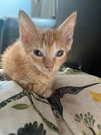Kitten, Dieren en Toebehoren, Katten en Kittens | Overige Katten, Kater
