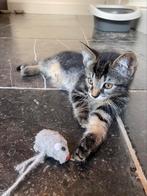 Lieve Kitten (europese korthaar) 9 weken!, Poes, Kortharig, 0 tot 2 jaar