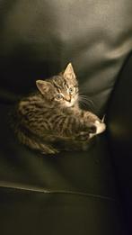 Half britse korthaar / cyper, Dieren en Toebehoren, Katten en Kittens | Raskatten | Korthaar, Poes, Ontwormd, 0 tot 2 jaar