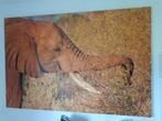 Olifant in Kenia foto op Canvas 180bx120h, Antiek en Kunst, Ophalen