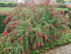 Fuchsia Riccartonii in een 2 liter pot., Tuin en Terras, Planten | Tuinplanten, Zomer, Vaste plant, Overige soorten, Ophalen