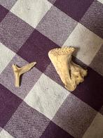 Fossiel en tand van?, Verzamelen, Mineralen en Fossielen, Ophalen of Verzenden, Fossiel