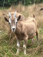 Toggenburger bok, Dieren en Toebehoren, Schapen, Geiten en Varkens, Mannelijk, Geit