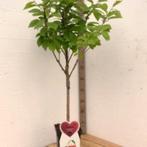 kersenbomen in pot, Ophalen of Verzenden, In pot, Lente