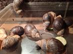 Afrikaanse reuzenslak agaatslak, Dieren en Toebehoren, Reptielen en Amfibieën, Overige soorten