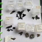 Fossiele haaientanden Cadzand Antwerpen, Verzamelen, Ophalen of Verzenden, Fossiel